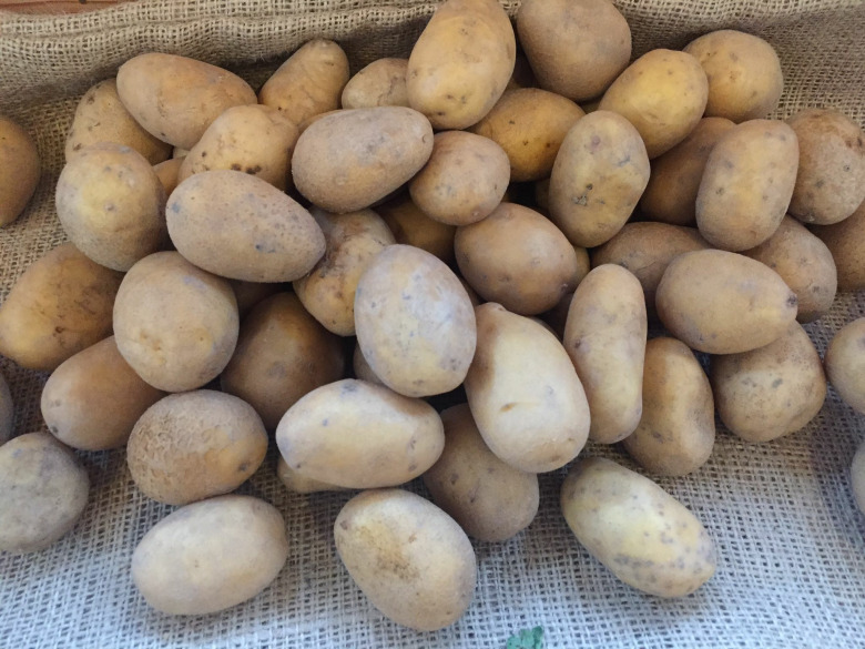 Organik Sarı Patates (Tohumluk )