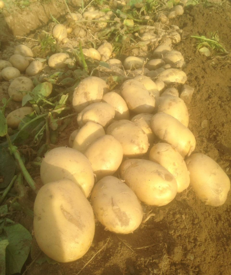 Organik Sarı Patates 25 Kg (1 Çuval)