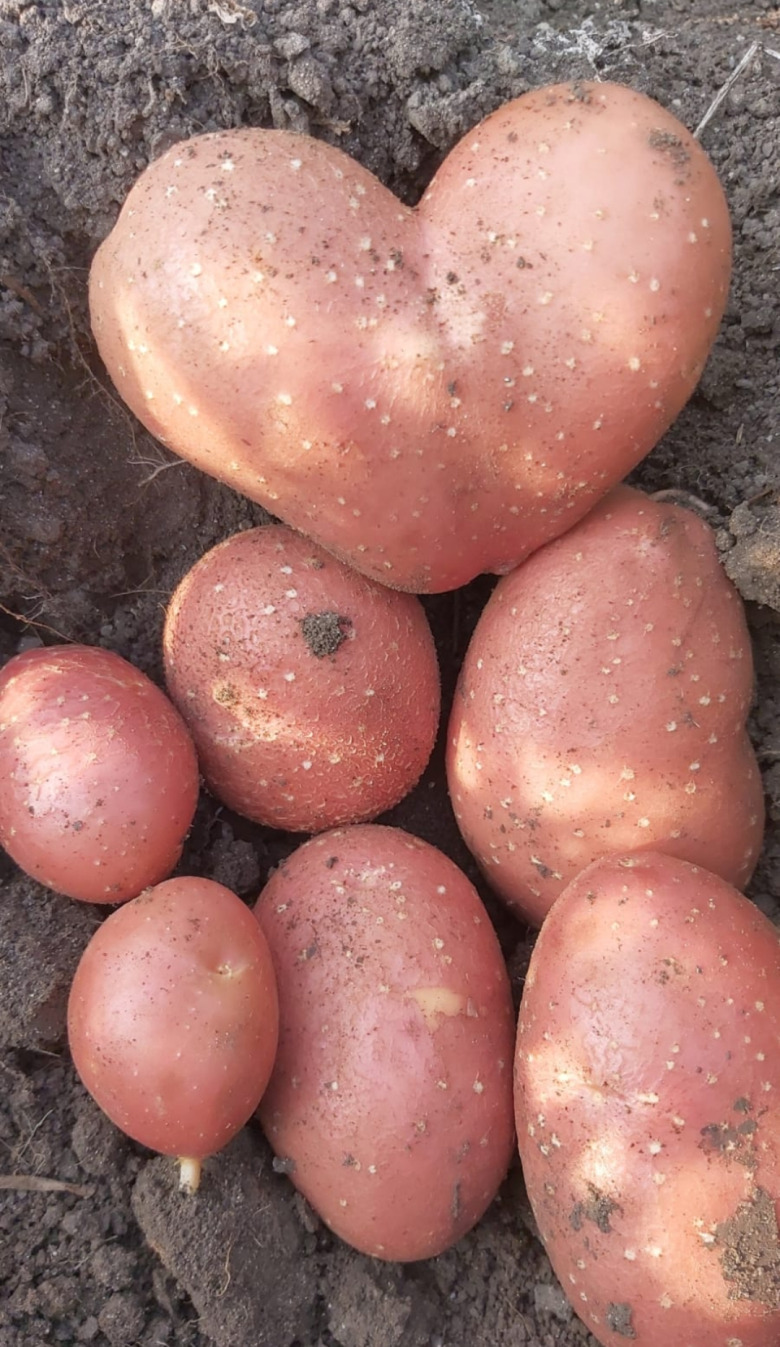 Organik Kumpirlik Kırmızı Patates (1 Çuval) (25 Kg) Stok Yok