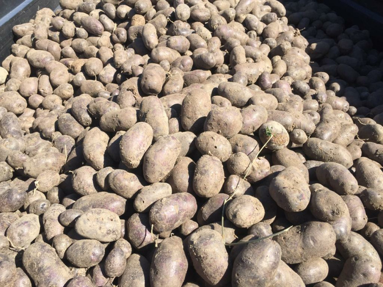 Organik Mor Patates (Tohumluk )