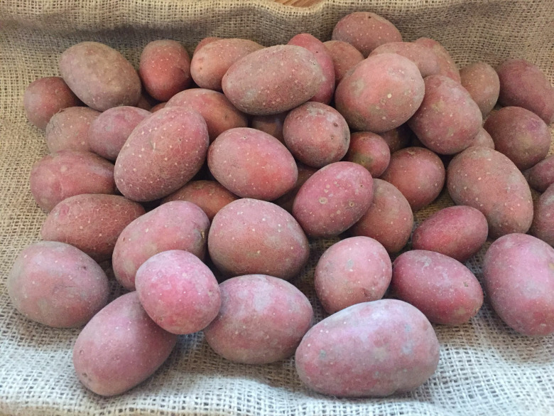 Organik Baby(Mini )Kırmızı Patates 