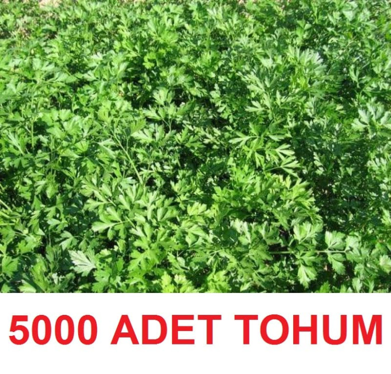 5000 Adet Maydanoz Tohumu