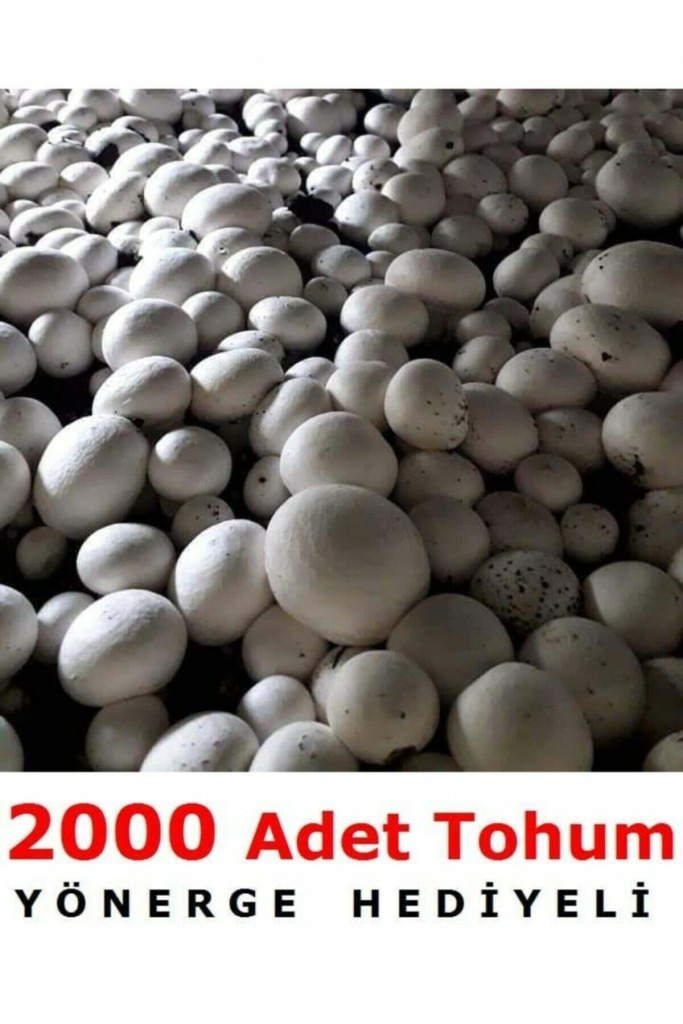 Beyaz Şapkalı Kültür Mantarı Tohumu (2000 Adet)