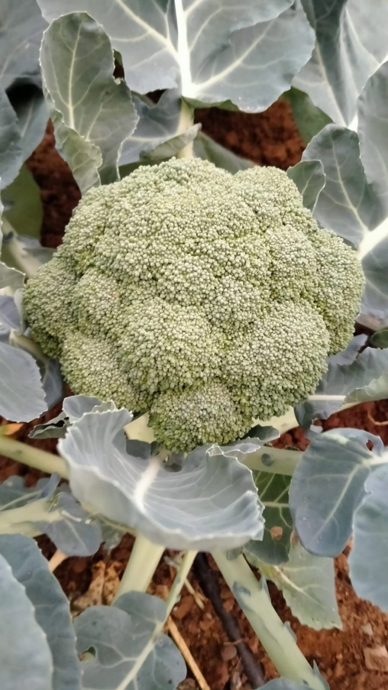 Organik Brokoli 